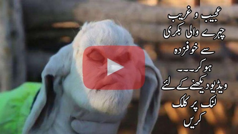 عجیب و غریب چہرے والی بکری سے خوفزدہ ہوکر مقامی افرادنے پولیس کو بلا لیا