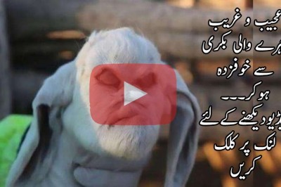 عجیب و غریب چہرے والی بکری سے خوفزدہ ہوکر مقامی افرادنے پولیس کو بلا لیا