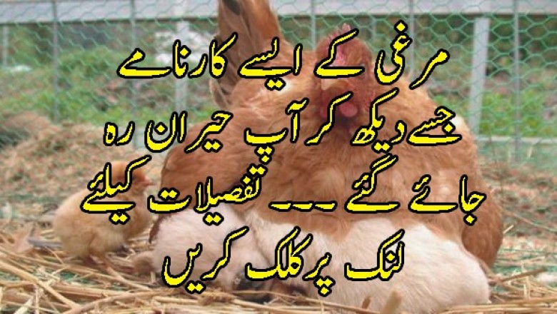 " مرغی کے اندر چھپی انوکھی کوالٹی "