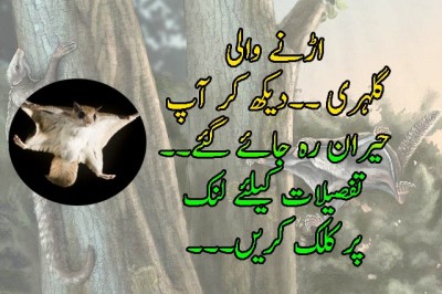 سولہ کڑور سالہ قدیم اڑن مما لیہ  کی دریافت