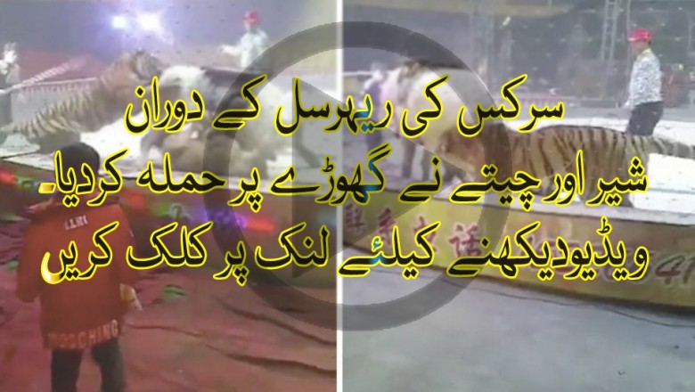 سرکس کی ریہرسل کے دوران شیر اور چیتے نے گھوڑے پر حملہ کردیا