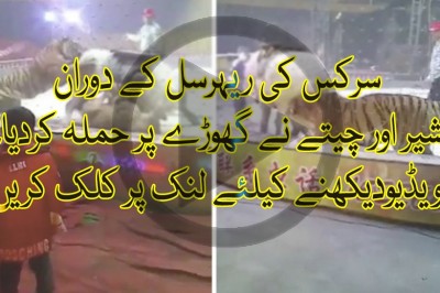 سرکس کی ریہرسل کے دوران شیر اور چیتے نے گھوڑے پر حملہ کردیا