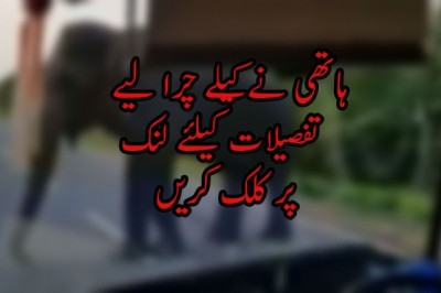  ہاتھی نے کیلے چرا لیے