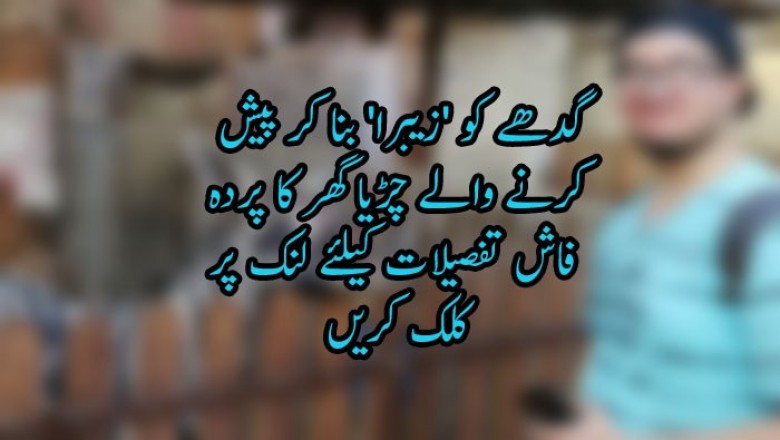  گدھے کو 'زیبرا' بنا کر پیش کرنے والے چڑیا گھر کا پردہ فاش