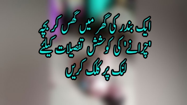  ایک بندر کی گھر میں گھس کر بچہ 'چرانے' کی کوشش