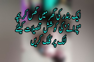  ایک بندر کی گھر میں گھس کر بچہ 'چرانے' کی کوشش