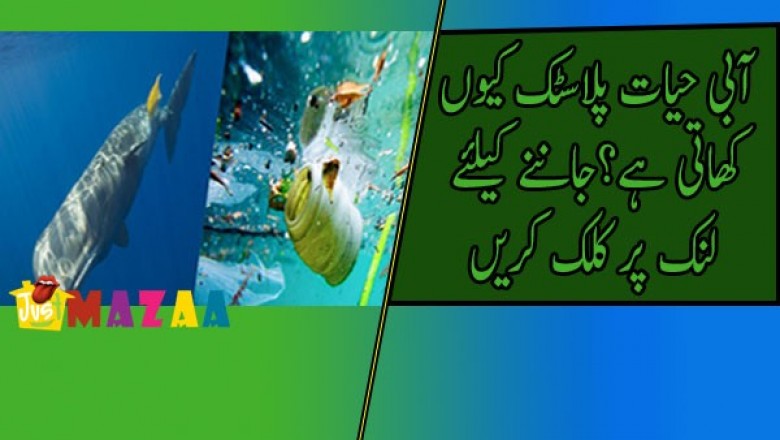 آبی حیات پلاسٹک کیوں کھاتی ہے...؟