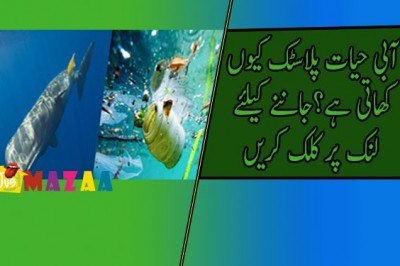 آبی حیات پلاسٹک کیوں کھاتی ہے...؟