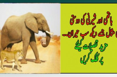 ہاتھی اور شیرنی کی دوستی  کی مثال