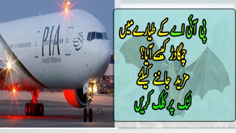 پی آئی اے کے طیارےمیں چمگادڑ