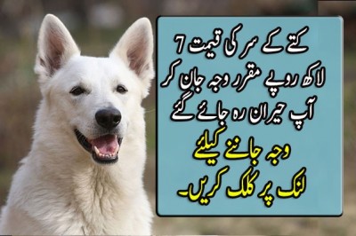 کتے کے سر کی قیمت 7 لاکھ روپے مقرر