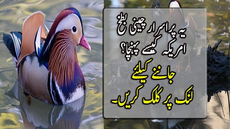  چینی بطخ امریکہ کیسے پہنچا؟