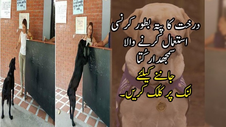 درخت کا پتہ بطور کرنسی استعمال کرنے والا سمجھدار کُتا