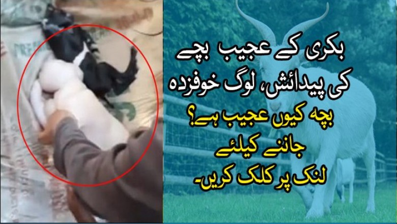 بکری کے عجیب الخلقت بچے کی پیدائش، لوگ خوفزدہ