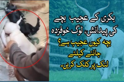 بکری کے عجیب الخلقت بچے کی پیدائش، لوگ خوفزدہ