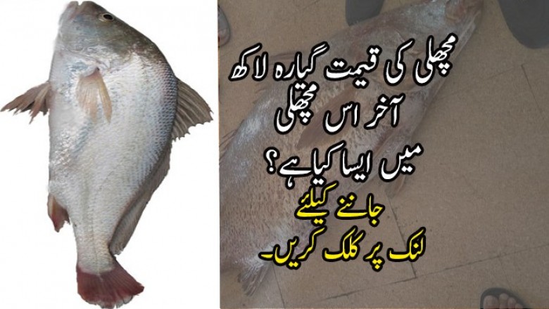 مچھلی کی قیمت گیارہ لاکھ