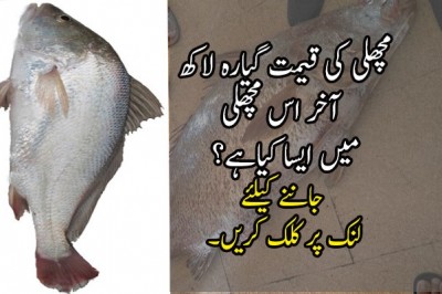 مچھلی کی قیمت گیارہ لاکھ