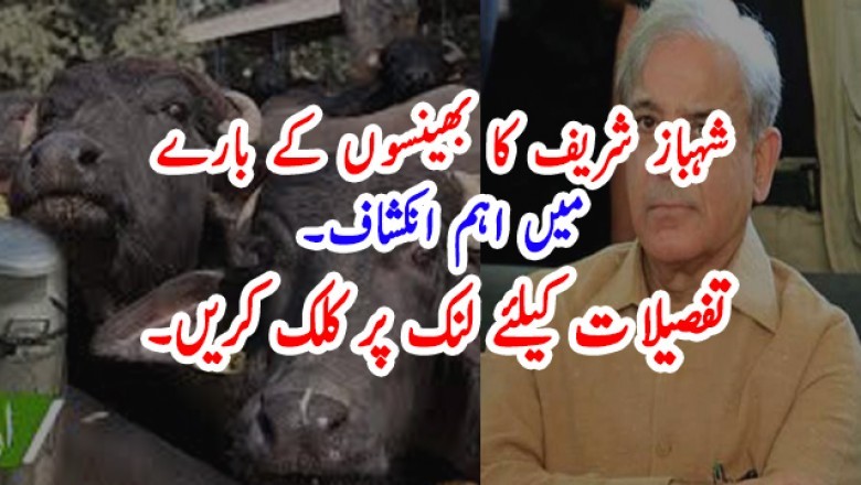 شہباز شریف کا بھینسوں کے بارے میں اہم انکشاف۔
