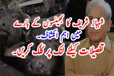 شہباز شریف کا بھینسوں کے بارے میں اہم انکشاف۔