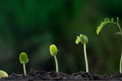 The Power of Gross Primary Productivity: Boost Your Plant Growth Today