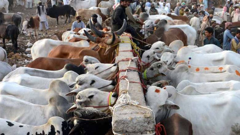 Elevating Eid-Ul-Adha: Asia's Largest Cattle Mandi 2024 in Karachi